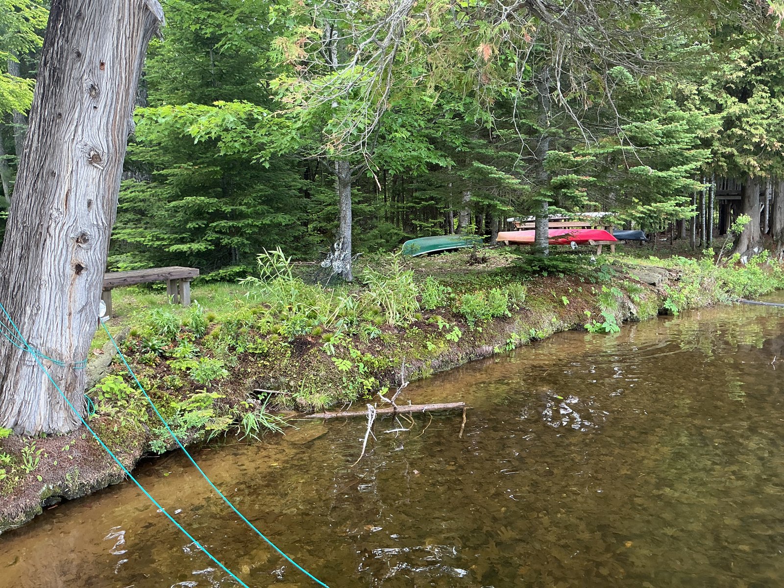 the property, Drag Lake — Shoreline planting, June 2026