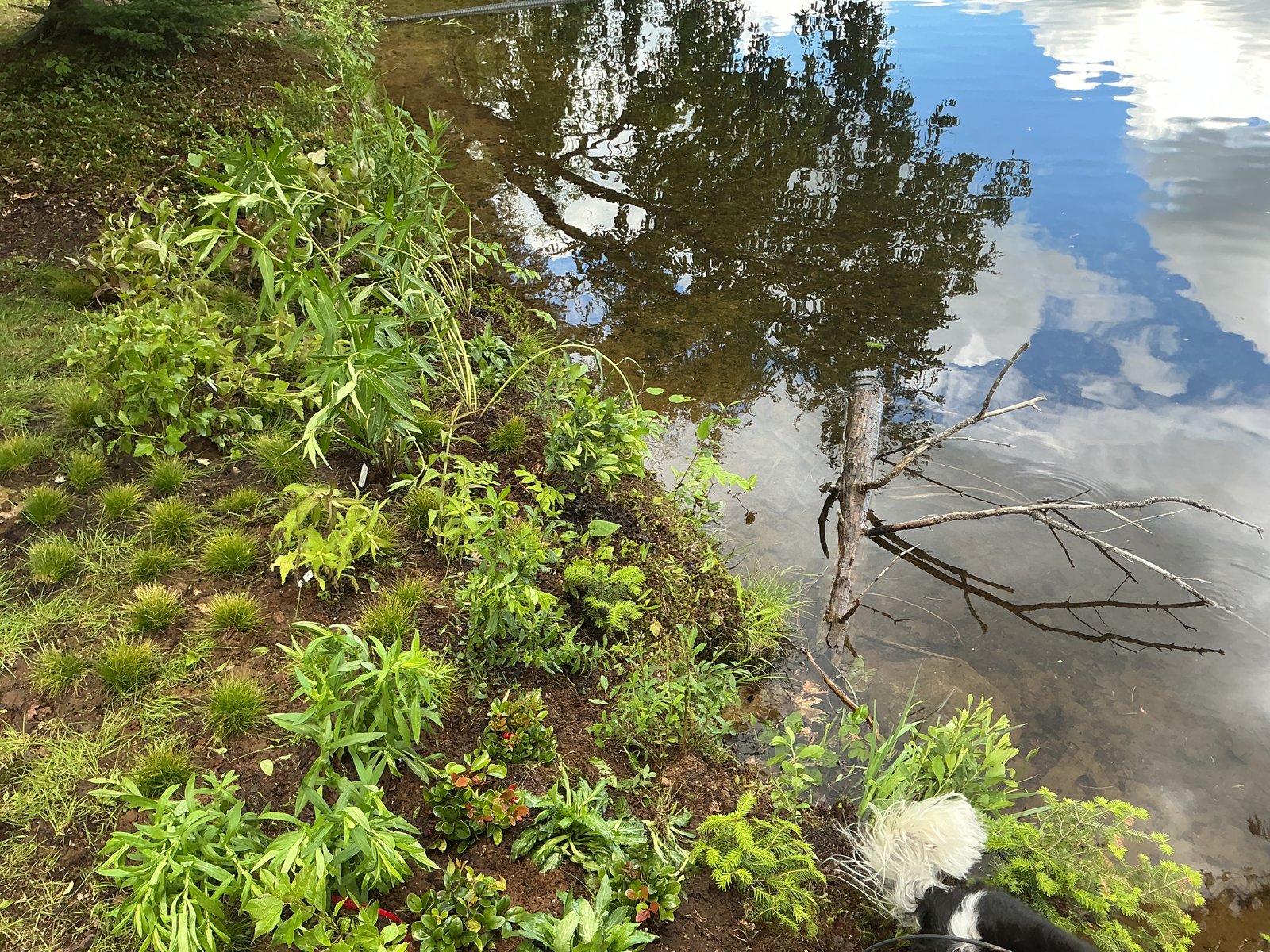 Close-up of the shoreline planting near the water's edge — perennials, sedges and groundcovers settling in