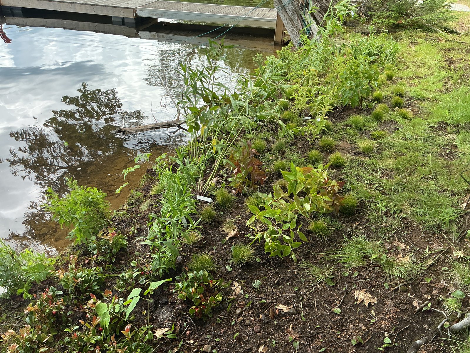 Shoreline planting looking along the dock — the moisture gradient from water to upper slope is visible