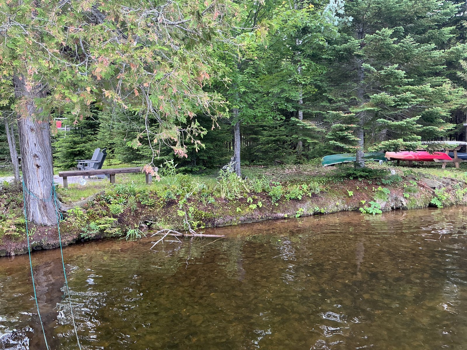 Shoreline planting from the water — the full bed stretching along the lake edge, June 2026