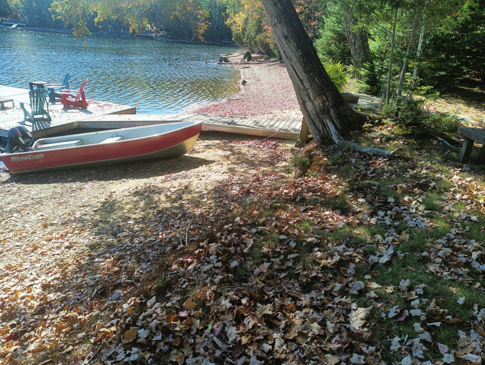 The shoreline planting area — the canopy and existing natives set the palette the design will extend