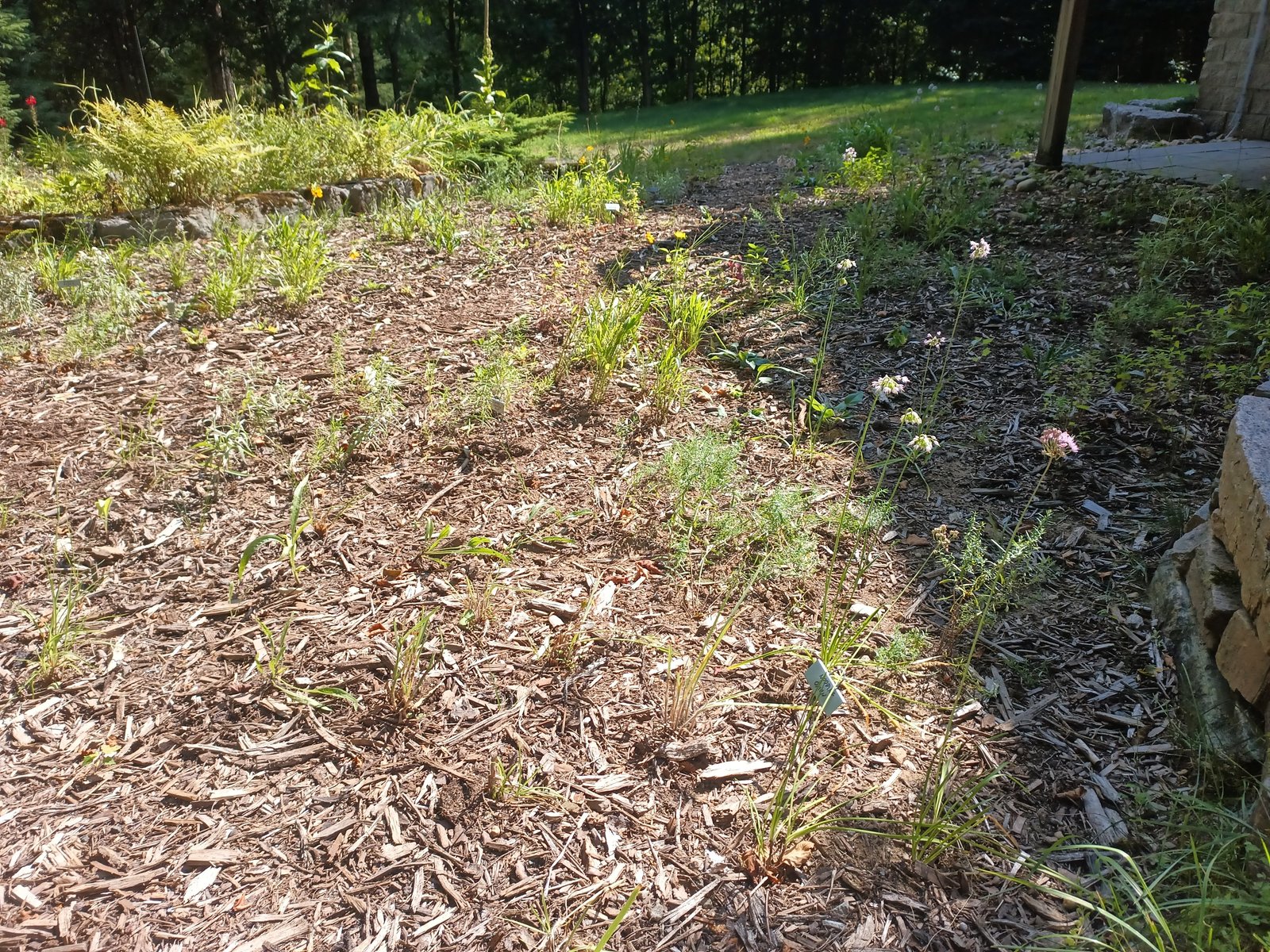 Pollinator Paradise — Minden Hills, August 2025