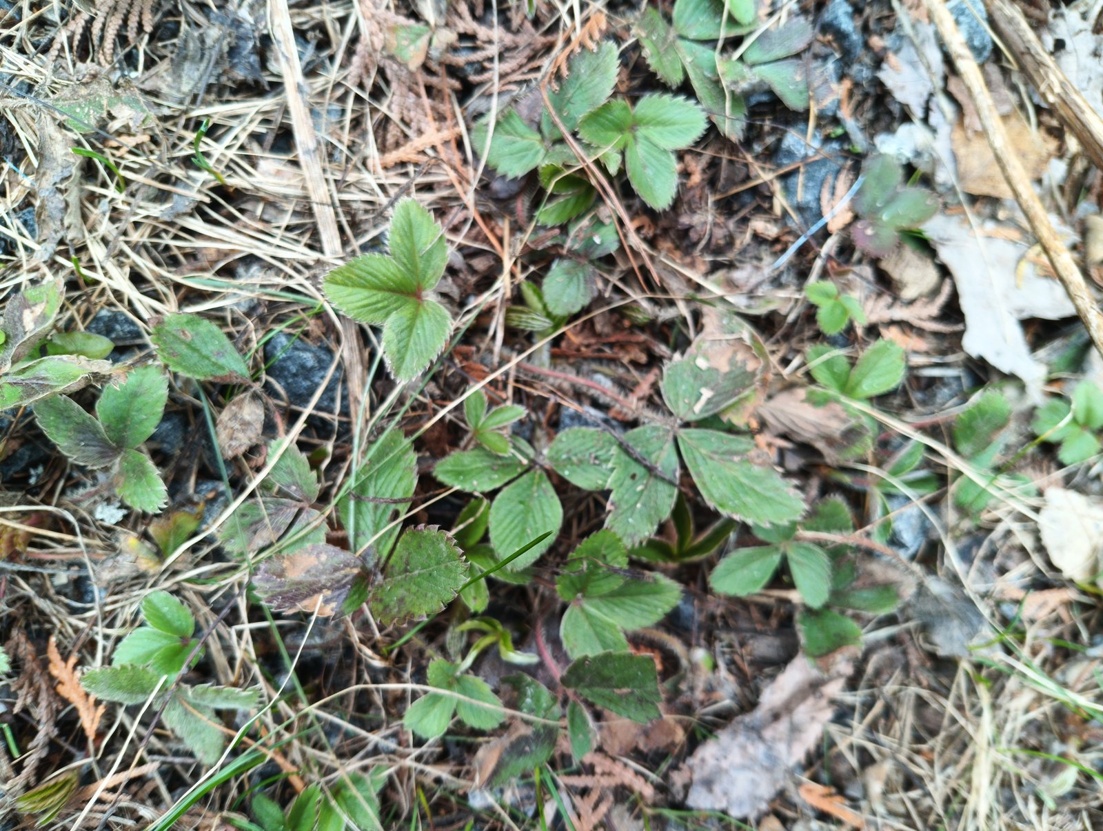 Wild strawberry — one of six groundcover species forming the matrix layer