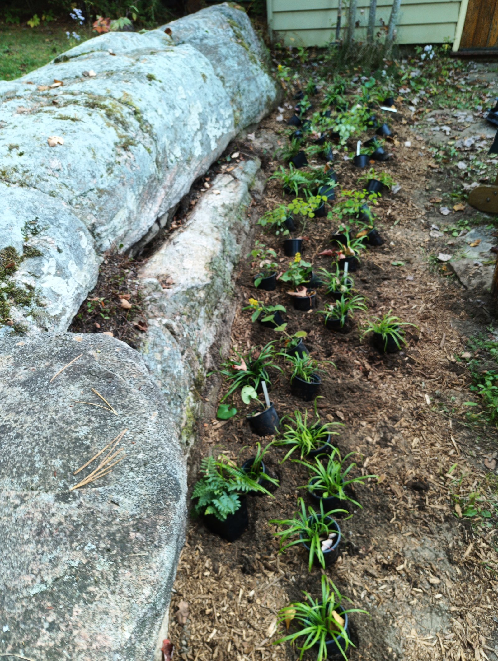 Planted and mulched