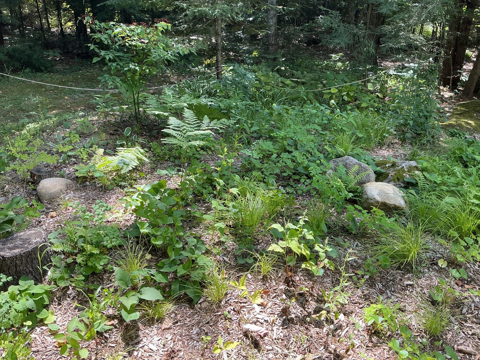 Gull River cottage — garden rooms installed fall 2025