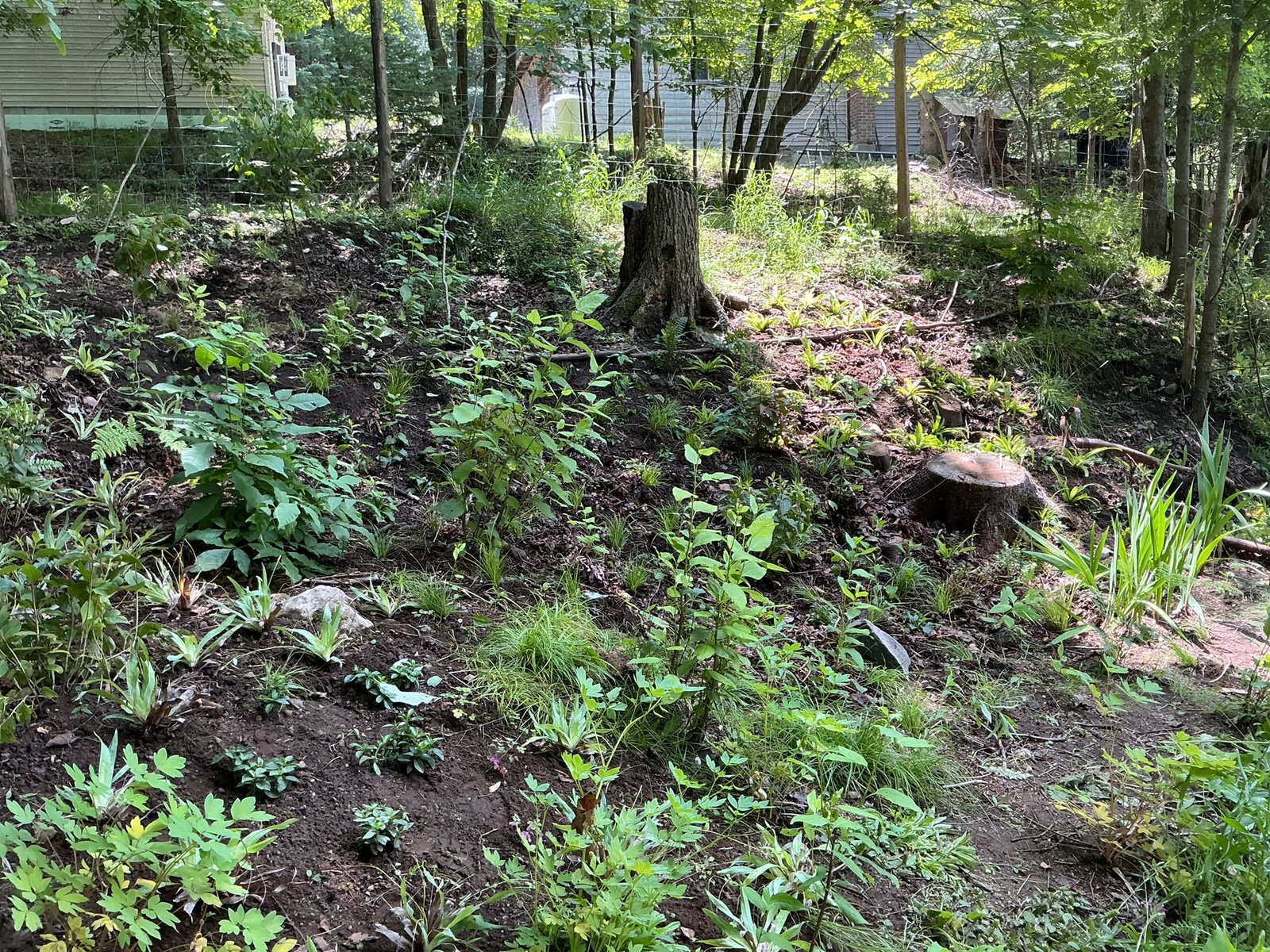 The planted slope, July 2026