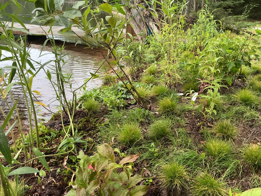 the property, Drag Lake — Shoreline planting, June 2026