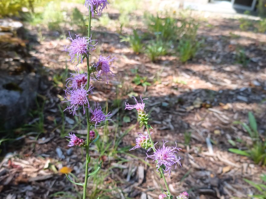 Pollinator Paradise — Minden Hills, August 2025