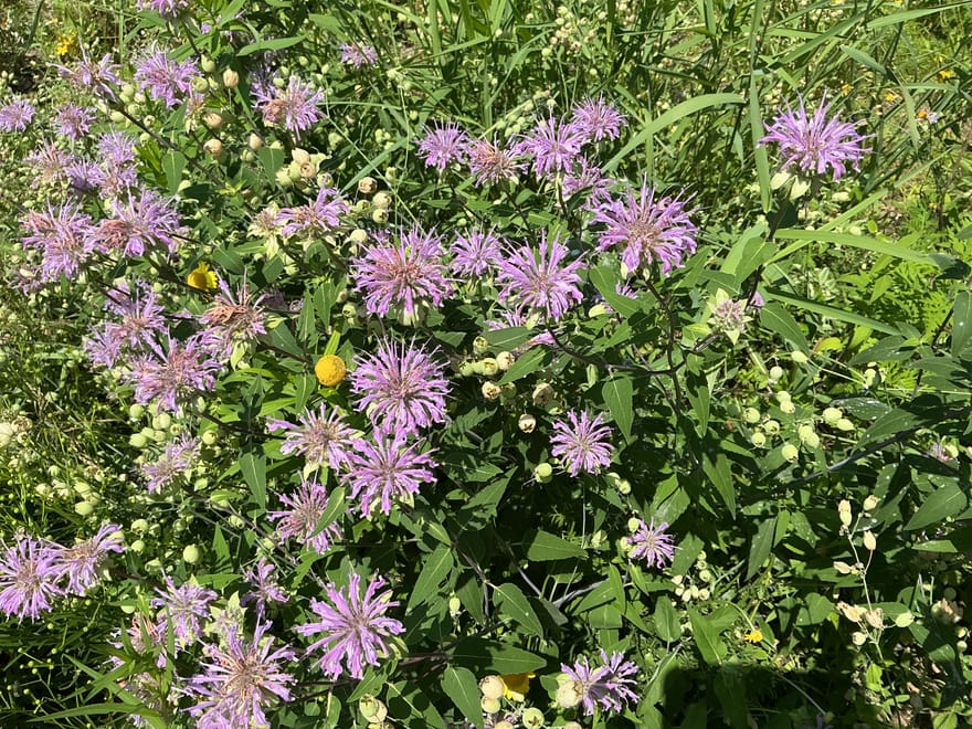 The sunny prairie at Kushog Lake — first summer, July 2024