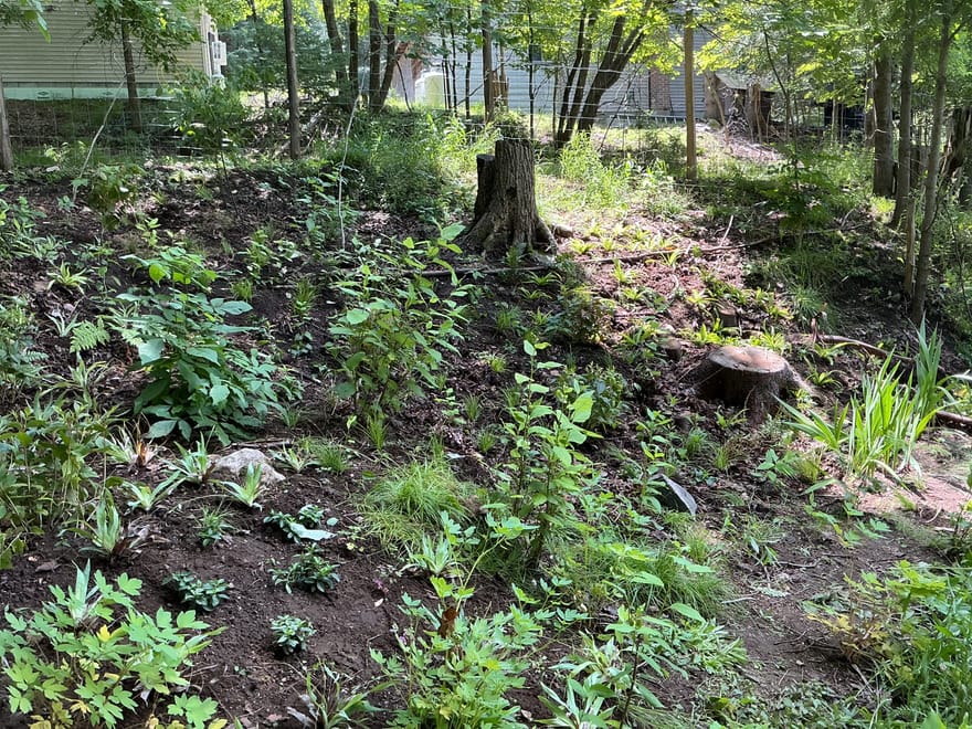 The planted slope, July 2026
